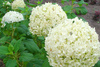 Hortensja drzewiasta Annabelle Hydrangea arborescens