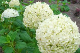 Hortensja drzewiasta Annabelle Hydrangea arborescens