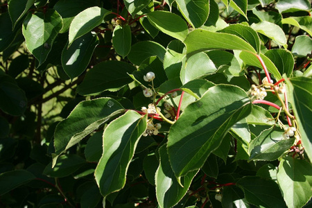 Aktinidia Mini kiwi Issai Actinidia arguta