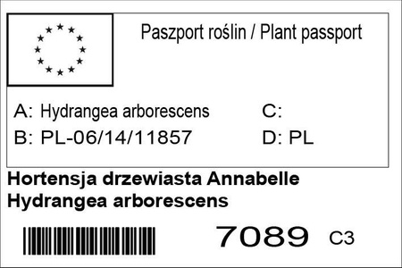 Hortensja drzewiasta Annabelle Hydrangea arborescens