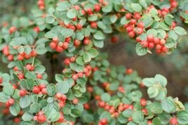 Irga szwedzka Skogholm Cotoneaster suecicus