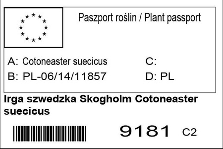 Irga szwedzka Skogholm Cotoneaster suecicus