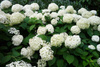 Hortensja drzewiasta Annabelle Hydrangea arborescens