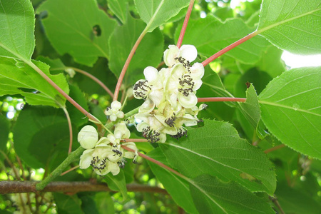 Aktinidia Mini kiwi Issai Actinidia arguta