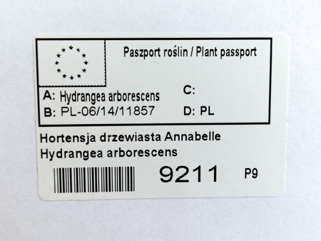 Hortensja drzewiasta Annabelle Hydrangea arborescens