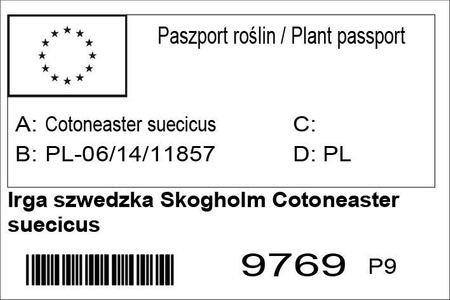 Irga szwedzka Skogholm Cotoneaster suecicus