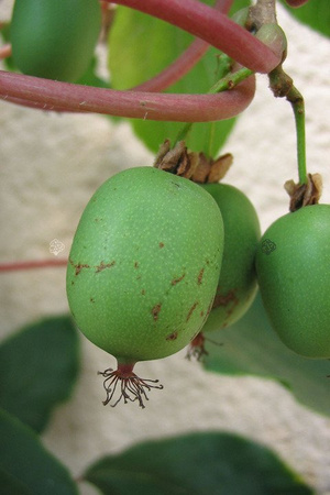 Aktinidia Mini kiwi Issai Actinidia arguta