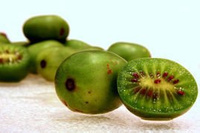 Aktinidia Mini kiwi Issai Actinidia arguta